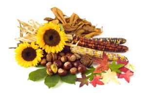 autumn-flowers-and-nuts